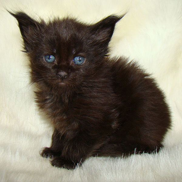     Catsvill County!   !    !       !!!    Catsvill County +7-926-544-74-09     .   ,   ,   ,    ,   ,  ,     ,   -,    ,   !